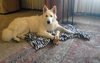 Meucci mit einem Jahr